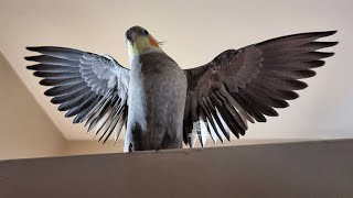 🦜PARROT VIDEOS 💃- A Funny Parrot And Cute Bird Videos Compilation #07 - Funny Pets Life by CLONDHO TV 154 views 2 years ago 10 minutes, 3 seconds