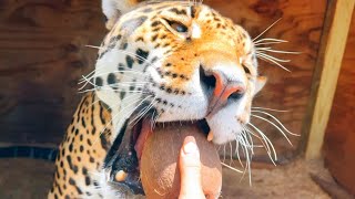 CAN JAGUAR JAWS CRACK A COCONUT?!PART TWO…