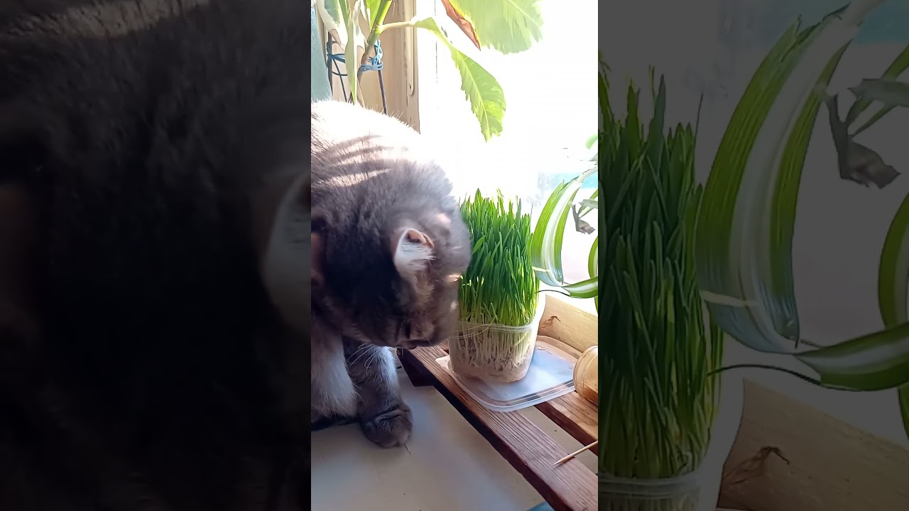 Да прибудет с нами сила☀️❤️&zwj;🔥✊3️⃣6️⃣9️⃣🧅🧘🧄🍀🌅🏜️🏖️🧞💯😉 #творец #осознанность #путья #котики #травка