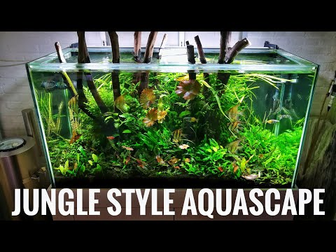 jungle-aquascape-with-pterophyllum-altum-|-aquaflora-showroom