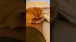 Why Do Persian Cats Have Such Flat Faces