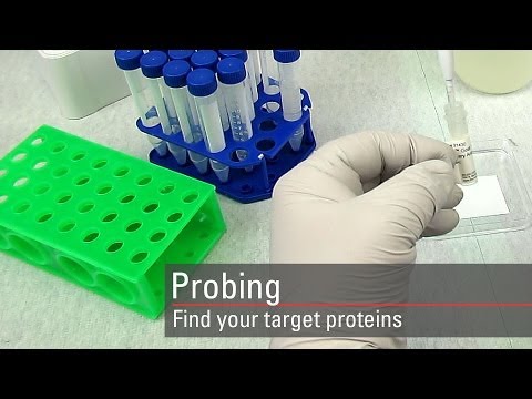 Video: Aspek Pemodelan Bahasa Hidup Melalui Urutan Protein Transfer-learning