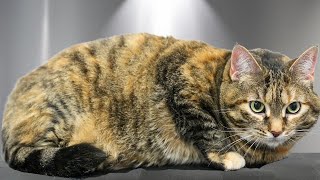 Download Lagu She's sassy, she's loving, and she's fat. MP3 Download Lagu She's sassy, she's loving, and she's fat. MP3