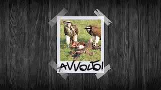 Watch Nitro Avvoltoi feat Fabri Fibra video