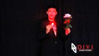 D'Lite and Light Rose