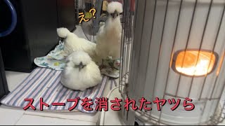 ストーブを消されて悲しそうに鳴くニワトリ