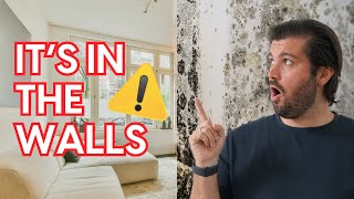 Can Mold Really Travel Through Walls? The SHOCKING Truth!
