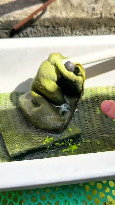 https://vt.tiktok.com/ZSBUop3Uu/ #cabaymau #guppy #aquarium #channa #caloc #caloccanh #cacanh