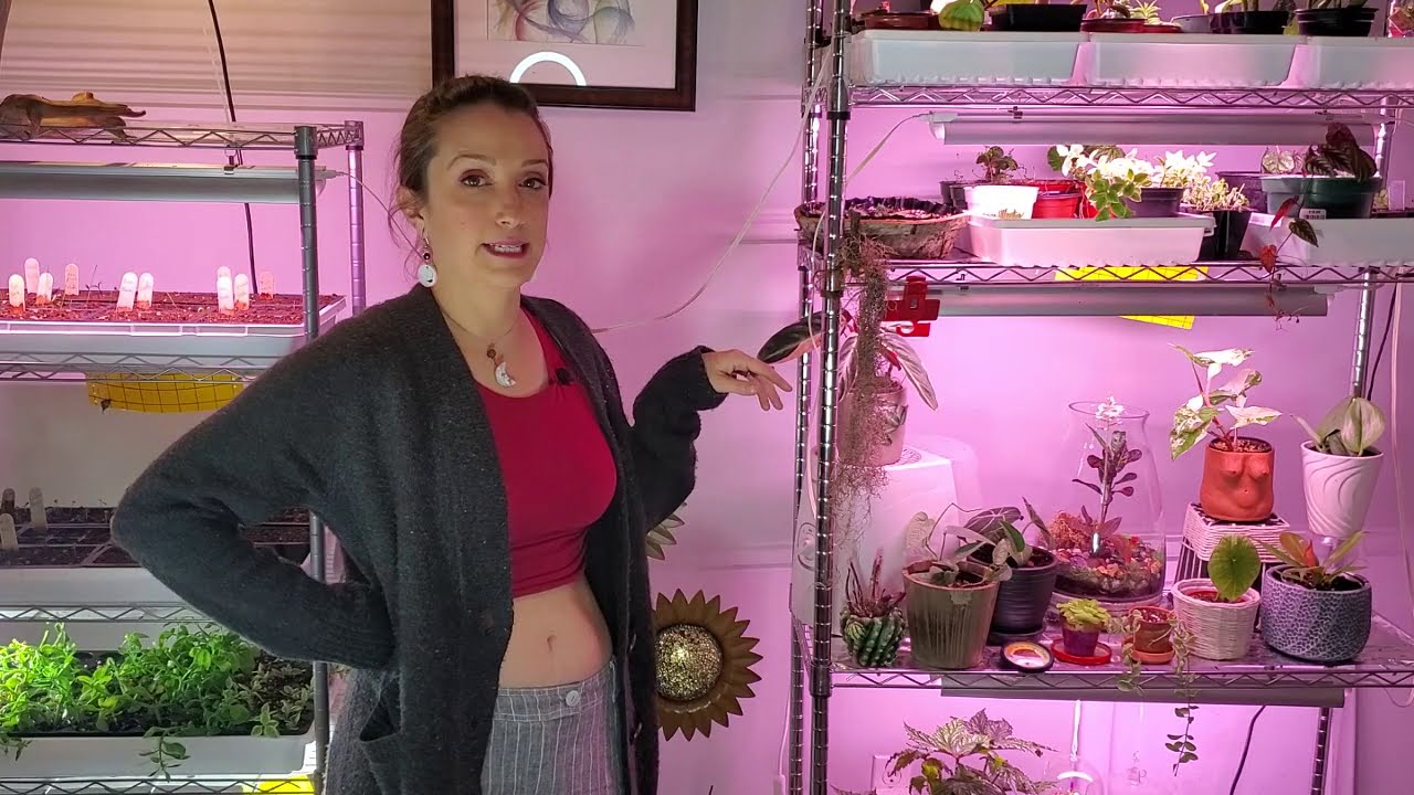 Barrina Growlights, Grow Room Setup - indoor plants