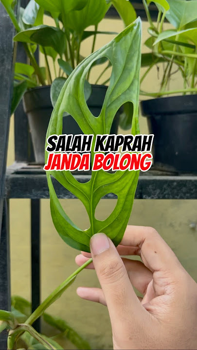 Salah Kaprah Janda Bolong