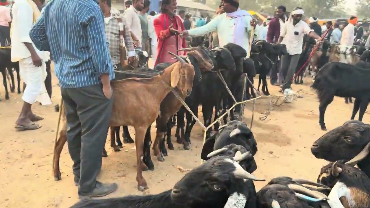 Navipet goat and sheep market every Saturday 