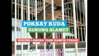 Poksay Kuda Gunung Slamet,Burung Endemik Yang Langka & Hampir Punah