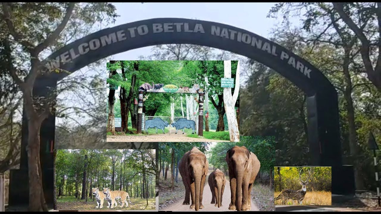 Betla National Park I Full Information I I Jharkhand betla-national-park-i-full-information-i-i-jharkhand