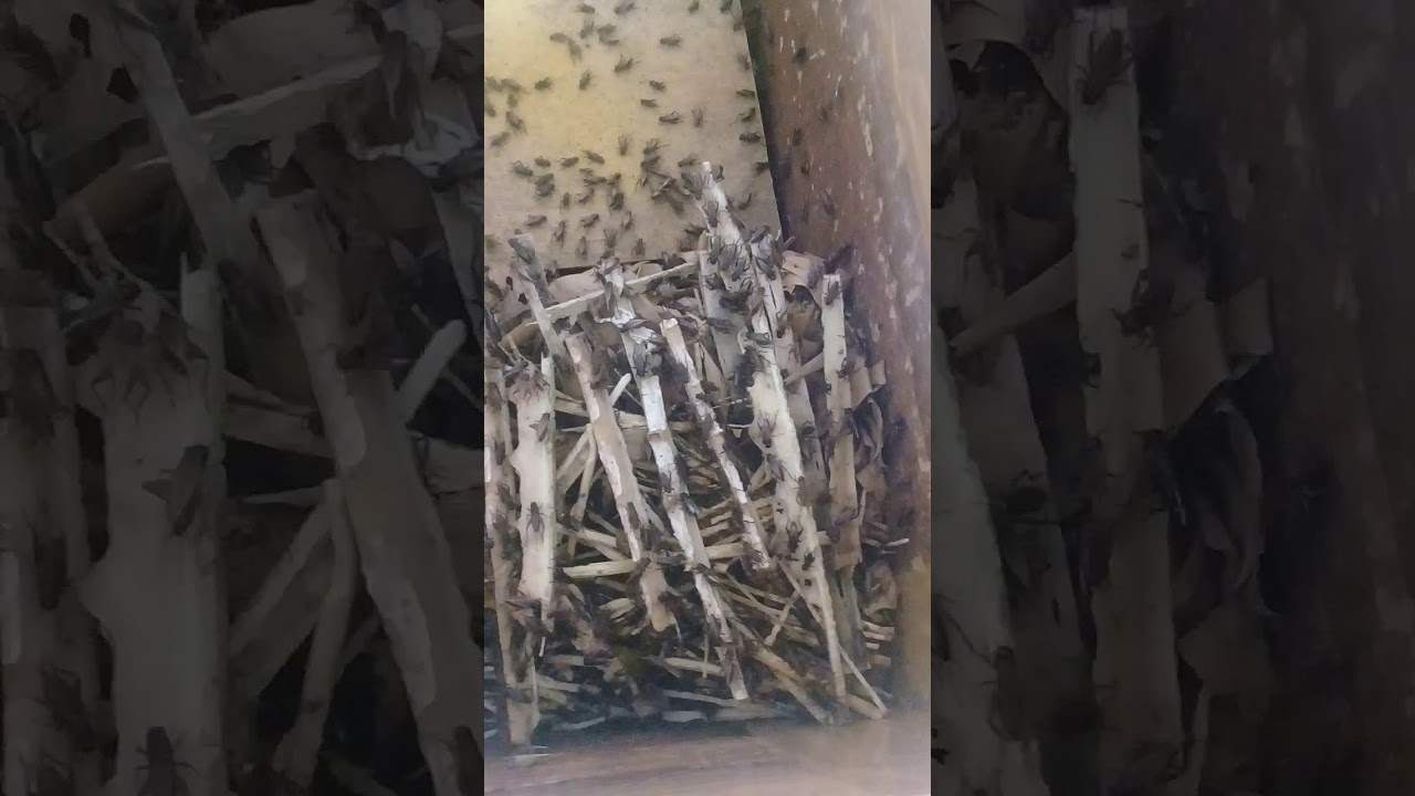 Cara bertelur jangkrik alam 