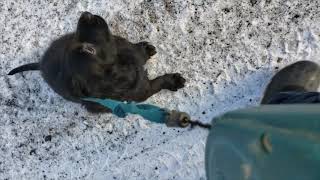 Flat-Coated Retriever - day 46 Blue by RadfordRetrievers 62 views 3 years ago 5 minutes, 20 seconds