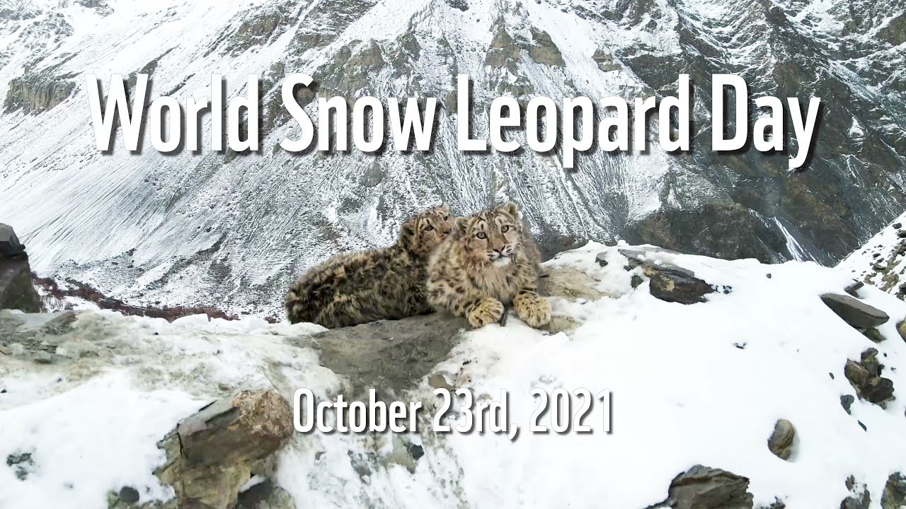 Snow Leopard Cubs Thriving in Khunjerab National Park