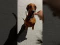 night walk alaparaigal #buddy #dog #tamil #dachshund