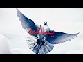 بيت تراب شعبى مروان موسي تايب بيت يمامه Type Beat Marwan Moussa Prod By Zuka بيت تراب شعبى مروان موسي تايب بيت يمامه Type Beat Marwan Moussa Prod By Zuka