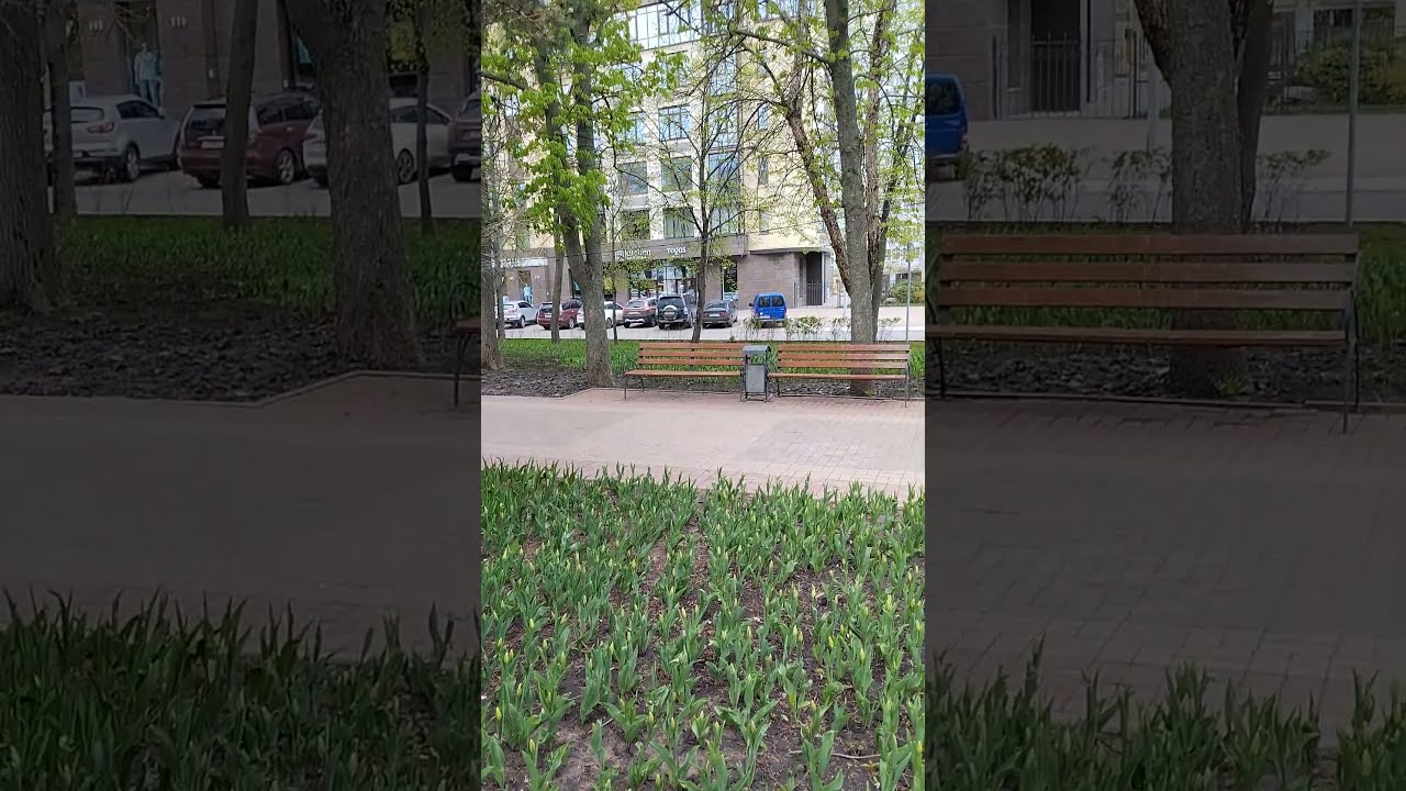 The city's tulips have not bloomed