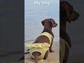 My Friends Dog vs My Dog🐶🤣58