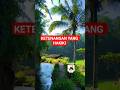 Suasana alam selalu bikin RILEKS #shortvideo #short #sawah #fyp