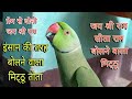 Parrot talking jay shree ram    parrot talking mithu mitthu  
