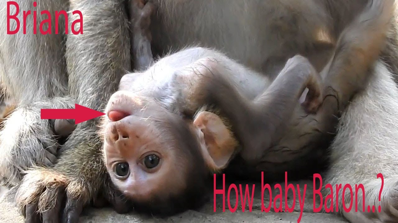 So cute adorable baby monkey Baron after drink milk he feel comfortable, Your mum grooming?