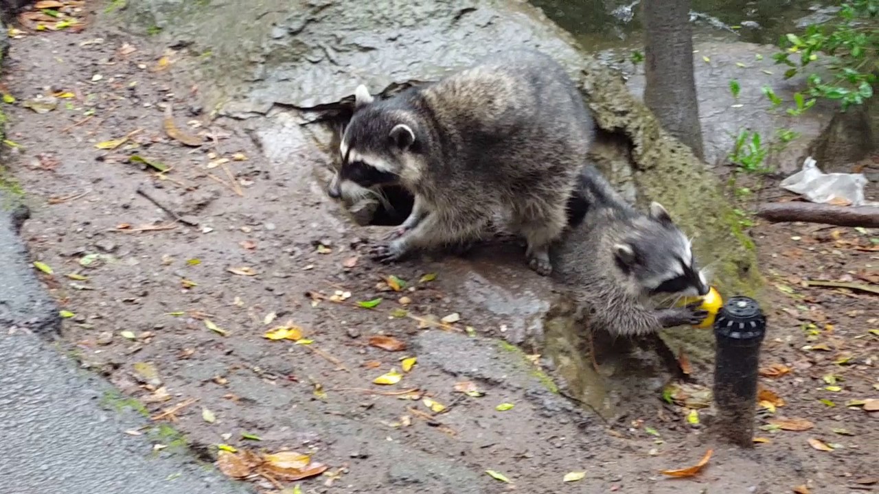Rocky Raccoons YouTube