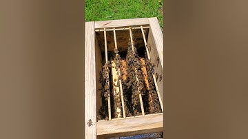 Comfort Hive Shim Update