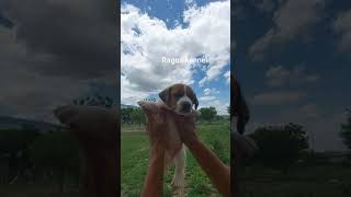 Jack Russell Terrier Puppy Ragos Kennel Contains 9994449717
