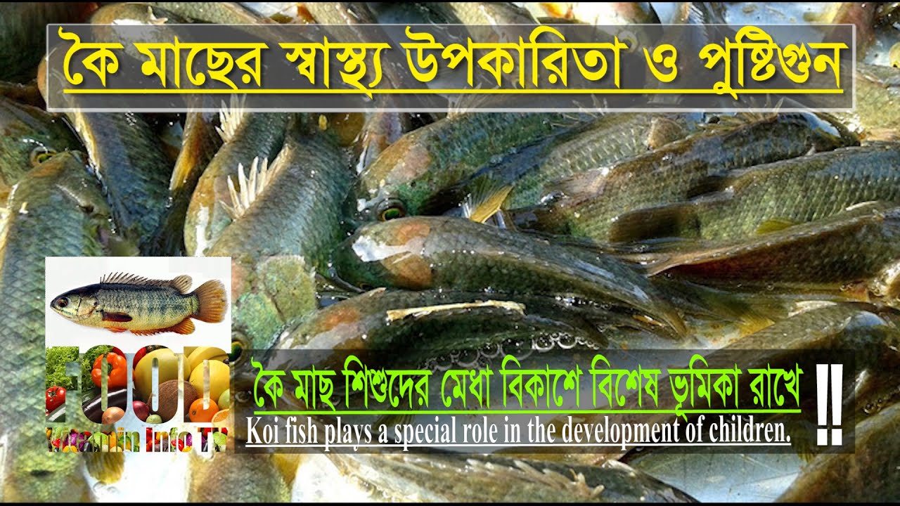 কৈ মাছের স্বাস্থ্য উপকারিতা ও পুষ্টিগুন || Health Benefits and ...