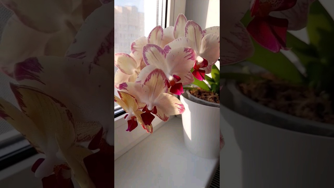 Как отличить цветонос от корня у орхидеи - YouTube