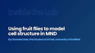 Inside the Lab - Using fruit flies to model cell structure in MND