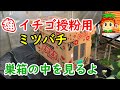 イチゴの授粉で働いているミツバチの巣箱の中を公開