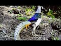 Lady Amherst's Pheasant, a combination of cool tones, possesses a 100 cm long tail