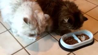 Royal Canin Persian kitten food Review - by NJ family 27,585 views 7 years ago 3 minutes, 21 seconds