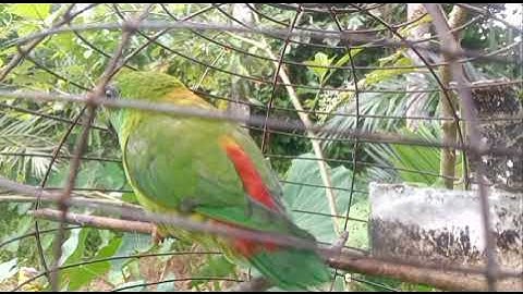 suara pancingan/panggil serindit yang malas bunyi