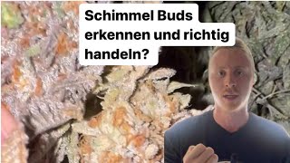 Schimmel Buds erkennen und wie dann Handeln?