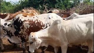 MOROGORO NDIO MJI PEKEE UNAOONGOZA KWA MIFUGO. JIONEE KISHA U COMMENT KAMA NDIO AU SIO.