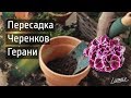 ПЕРЕСАДКА УКОРЕНИВШИХСЯ ЧЕРЕНКОВ ПЕЛАРГОНИИ