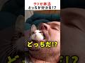 【全問正解できる？🐱】ウソか本当どっちだ！？ #クイズ #猫 #ショート #かわいい #おもしろ #shorts #cat #cute