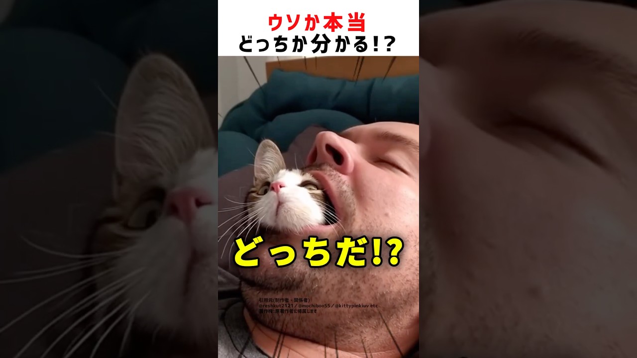 【全問正解できる？🐱】ウソか本当どっちだ！？ #クイズ #猫 #ショート #かわいい #おもしろ #shorts #cat #cute