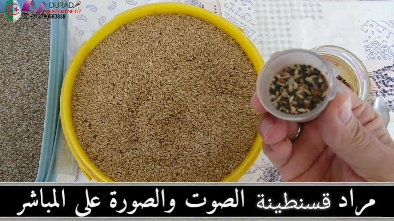 حتى تعم الفائدة أخوكم مراد يوضح لمتابعيه الطريقة الصحيحة لتقديم البراقة ساك و الميلونج 2024