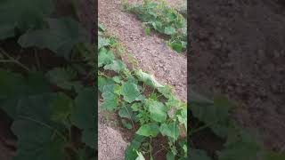 Seminis Malini Cucumbar