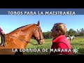 Toros de Juan Pedro Domecq para la Maestranza de Sevilla: entrenamiento dron | Toros desde Andalucía
