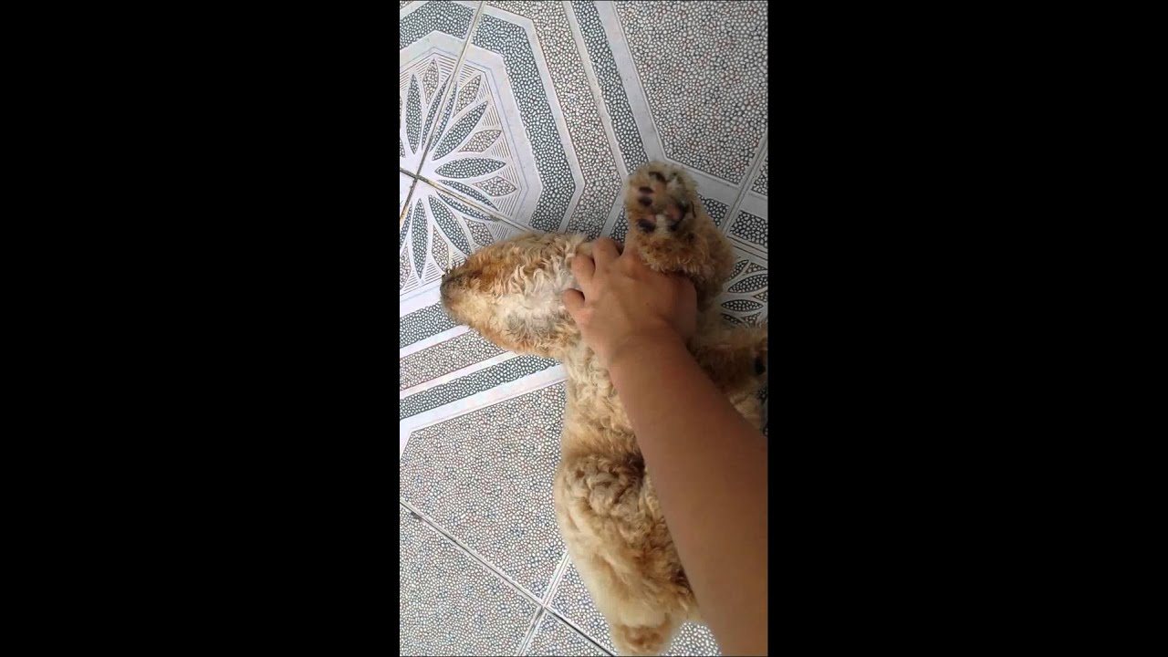 camera iphone 8 plus apk Toy poodle puppy