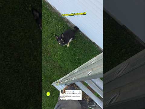 Are German Shepherd's one of the best dogs? #gsd #gsdlife #reels #fyp