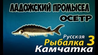 Русская Рыбалка 3.99 —Ладожский промысел (Осётр)