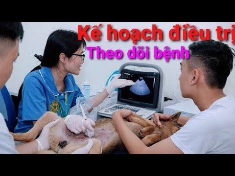 Video: Baytril - Danh Sách Thuốc Và Kê đơn Cho Thú Cưng, Chó Và Mèo