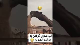 اموزش لب شتری گرفتن ????? #viral #viralshort #viralvideos #funnyshorts #funnyvideo #emirates